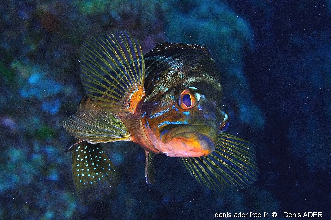 Serranus atricauda Serran a queue noire-Acores St maria Penedia-7m-20170821-Denis-ADER-DSC_9822_tn_tn.jpg